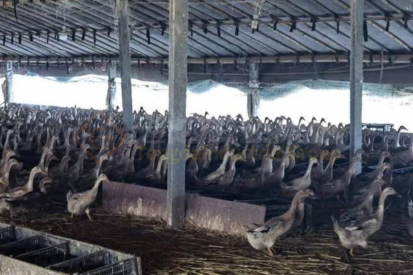 牛糞制作有機(jī)肥的過程，牛糞有機(jī)肥生產(chǎn)工藝流程