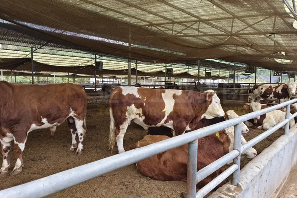 養(yǎng)殖場的雞糞都是怎么處理的?雞糞生產(chǎn)有機肥的方法和流程