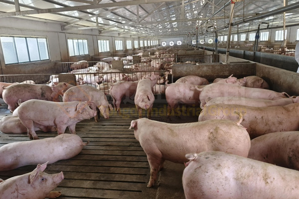 養(yǎng)豬場(chǎng)豬糞處理加工成有機(jī)肥投資成本多少?整條有機(jī)肥生產(chǎn)線回報(bào)利潤(rùn)有多少?