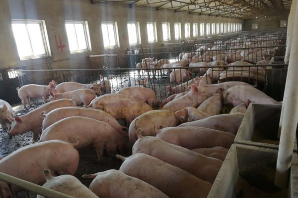 豬糞如何發(fā)酵有機肥?豬糞發(fā)酵翻堆設(shè)備用途和特點是什么