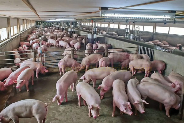 豬糞粉狀成套有機(jī)肥設(shè)備