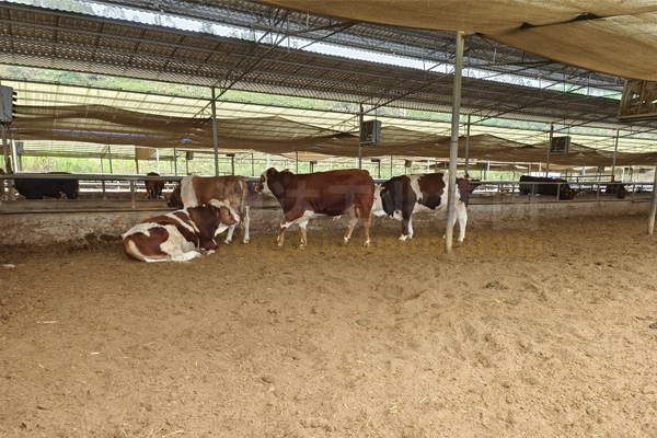 大型牛場牛糞怎么處理?大型養(yǎng)牛場牛糞制作有機(jī)肥料的步驟工藝流程和廠家報(bào)價(jià)