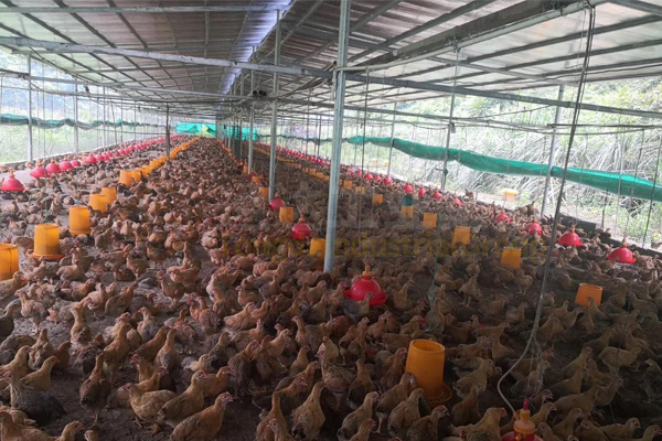 雞糞加工做成有機(jī)肥,雞糞賣出雞蛋價